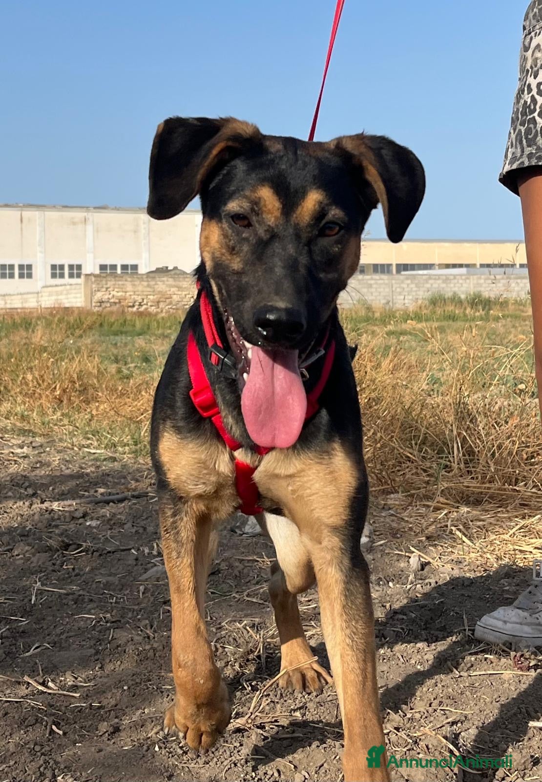 Meticcio cani in regalo: Mery. - Annuncio 1