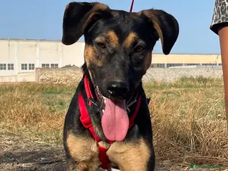 Meticcio cani in regalo: Mery. - Annuncio 1