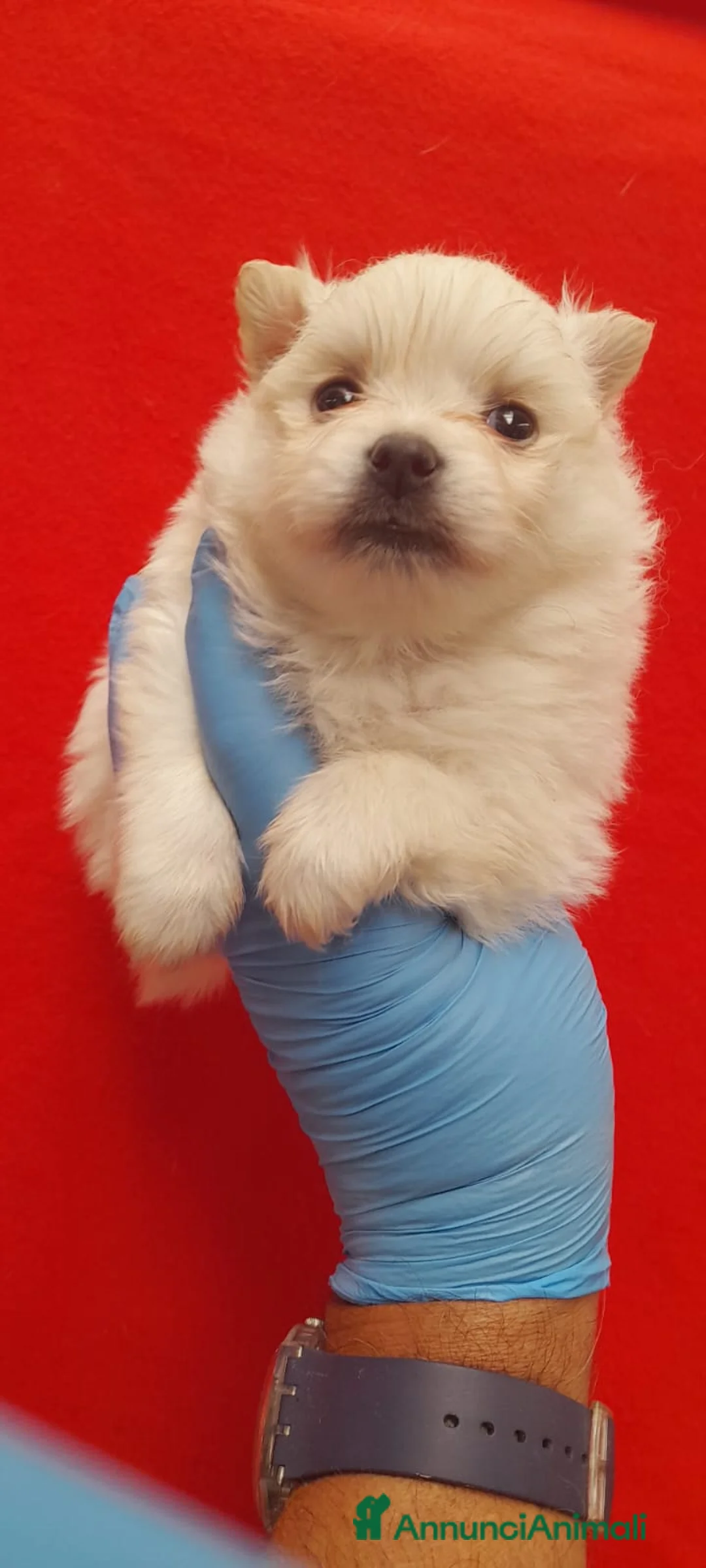 Spitz cani in vendita: Cucciolo di Spitz di Pomeranea  - Annuncio 6