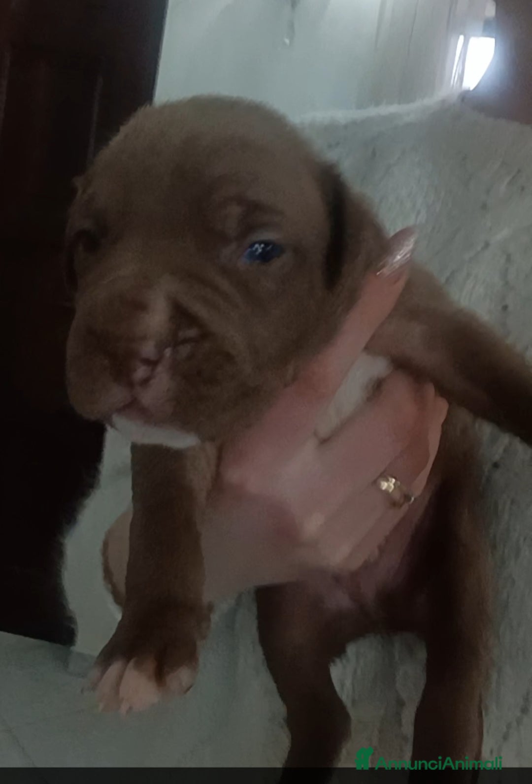 Pitbull cani in vendita: Cuccioli di Pitbull con PEDIGREE  - Annuncio 2