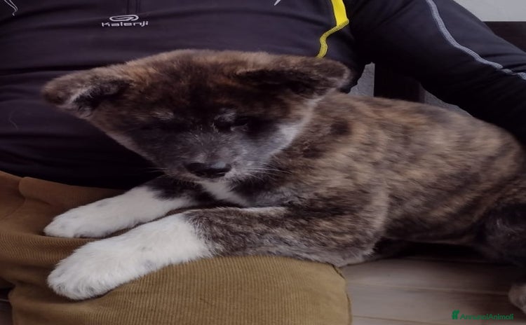 Akita Inu cani - Annuncio 2