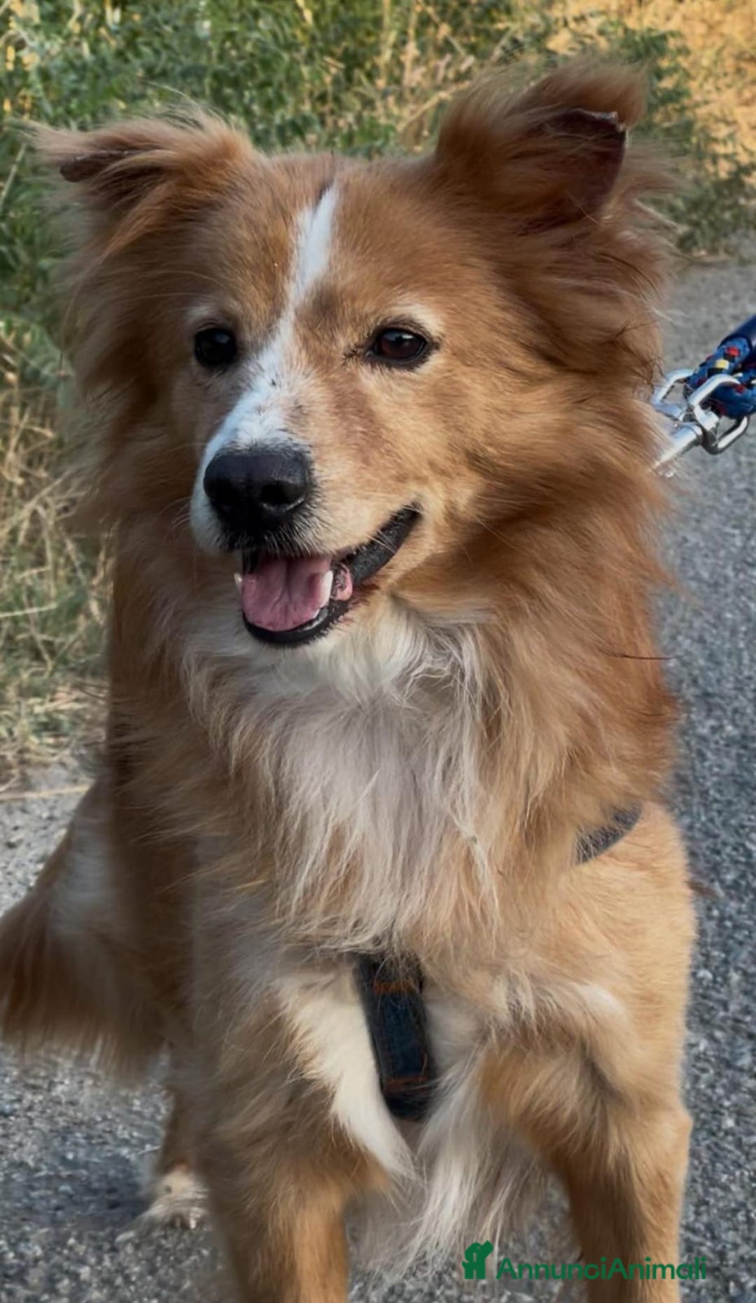 Meticcio cani in regalo: RICKY 💙 - simil volpino aspetta la sua rivincita - Annuncio 4