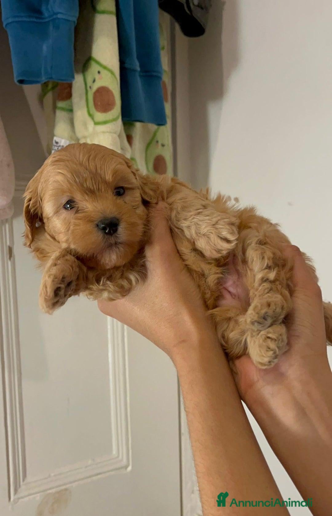 Meticcio cani in vendita: Adorabili cuccioli di Maltipoo - Annuncio 6