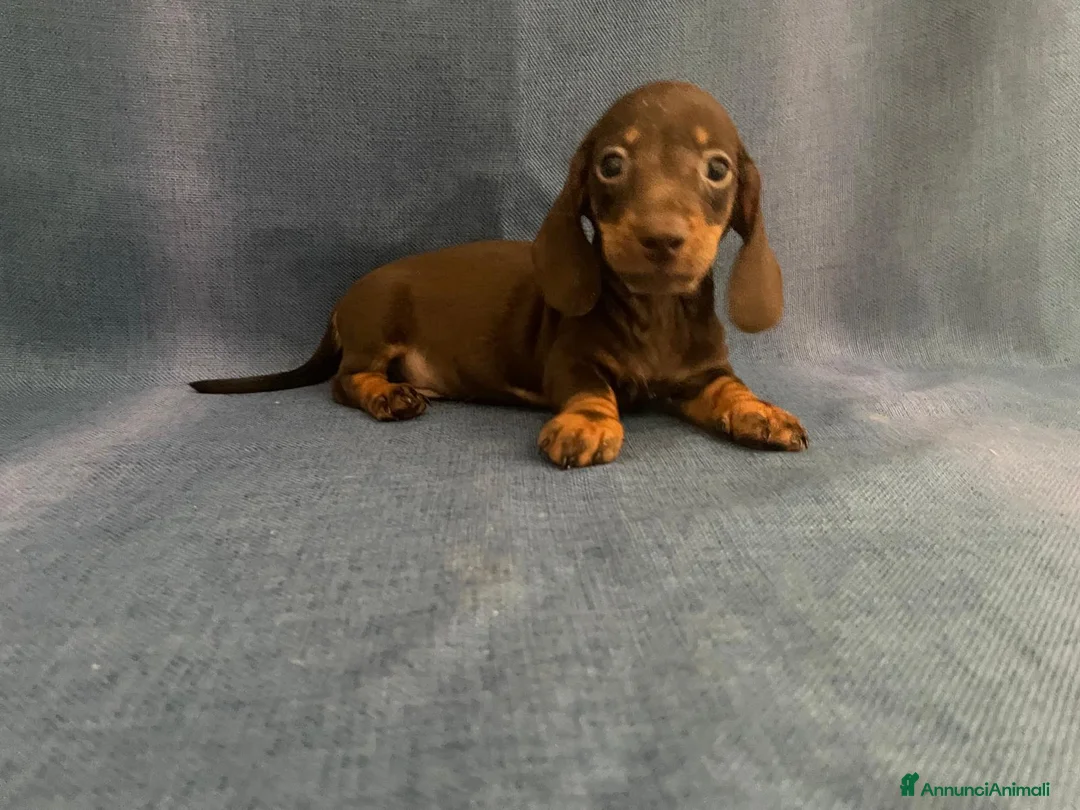 Bassotto Nano cani in vendita: Cuccioli di bassotto di taglia molto piccola  a Libero consorzio comunale di Trapani - Annuncio 2