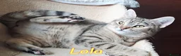 Europeo gatti in regalo: LOLA DOLCISSIMA GATTINA - Annuncio 3