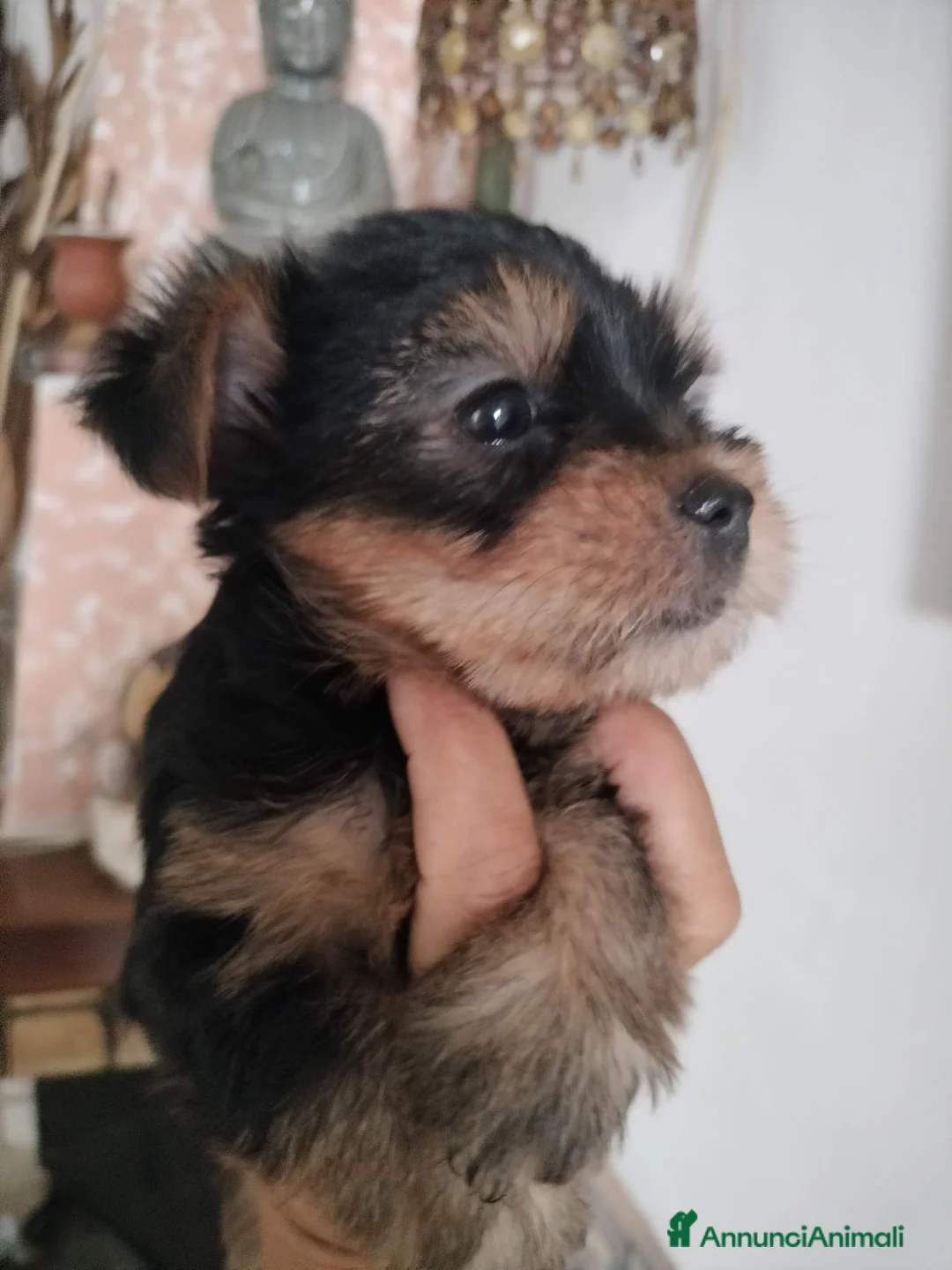 Yorkshire cani in vendita: Cuccioli maschi Yorkshire - Annuncio 2
