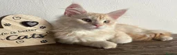 Maine Coon gatti in vendita: Maine Coon  - Annuncio 6
