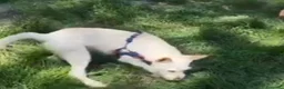 Meticcio cani in regalo: Femmina 3anni 8/9 in canile da mesi NAPOLI - Annuncio 3