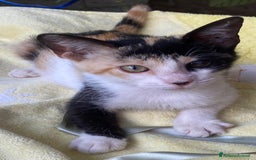 Meticcio gatti in regalo: Gattine cercano casa - Immagine 3