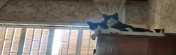 Europeo gatti in regalo: Micha e Rainbow hanno bisogno di una nuova casa! - Annuncio 15