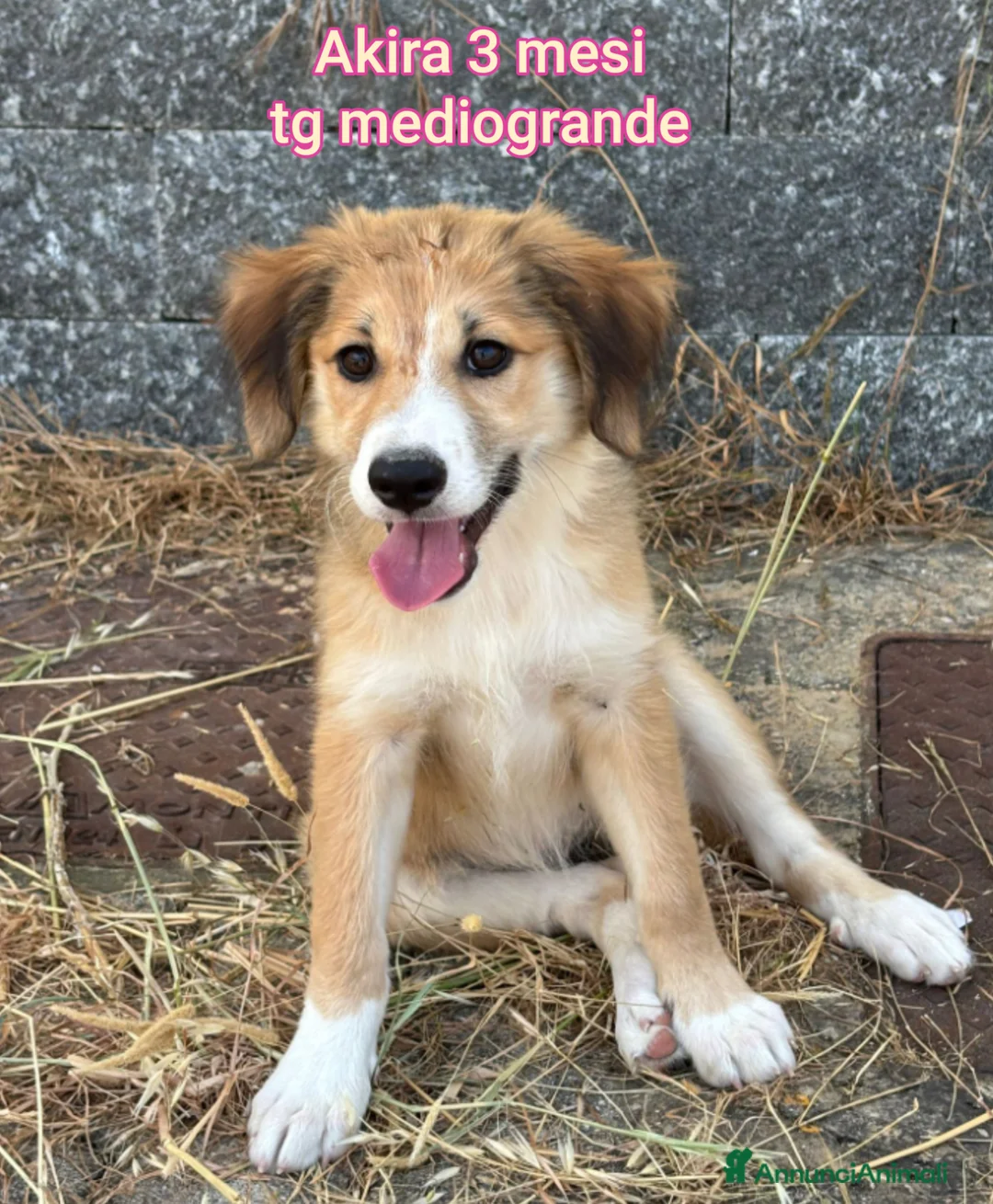 Meticcio cani in regalo: TANTI CUCCIOLI SOLI! a Provincia di Vicenza - Annuncio 2