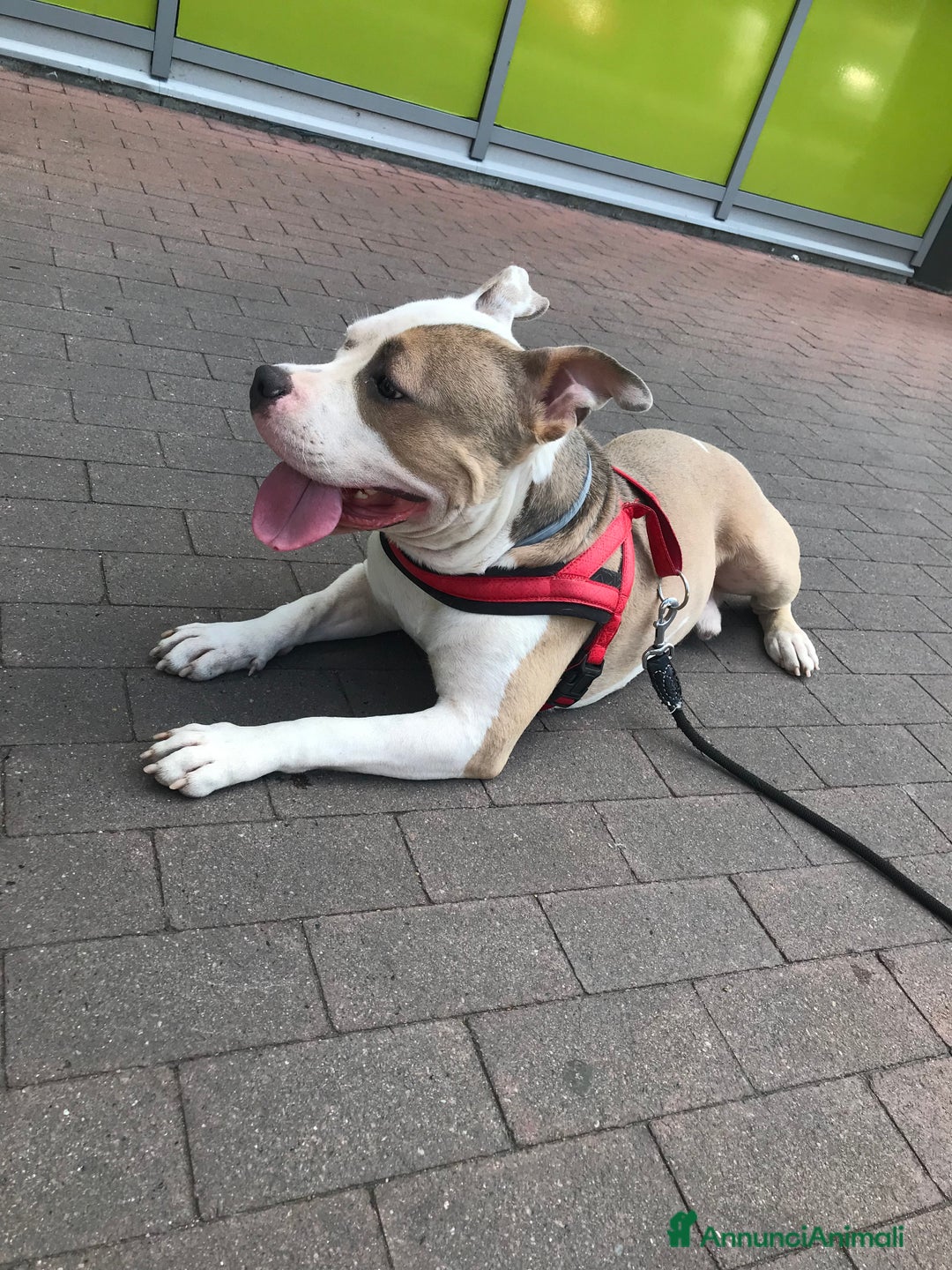 American Bully cani per accoppiamento: Cane da monta  a Città Metropolitana di Torino - Immagine 3