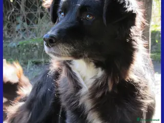 Meticcio cani DAJE, SPLENDIDO SIMIL BORDER DI 5 ANNI - Annuncio 18