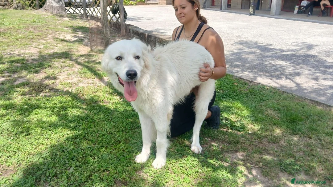 Meticcio cani in regalo: MIRTILLO E LA SUA GIOIA DI VIVERE...IN ADOZIONE - Annuncio 4