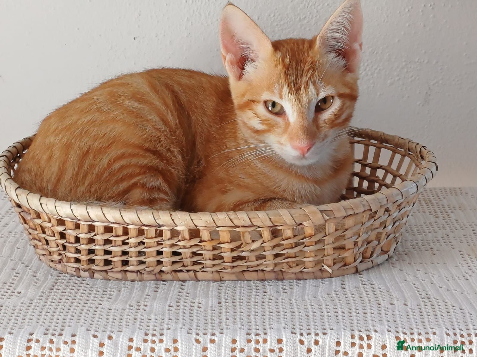 Europeo gatti GATTINO ROSSO - Annuncio 3