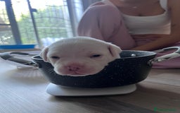 American Bully cani in vendita: Dolcissimi American Bully  - Immagine 4