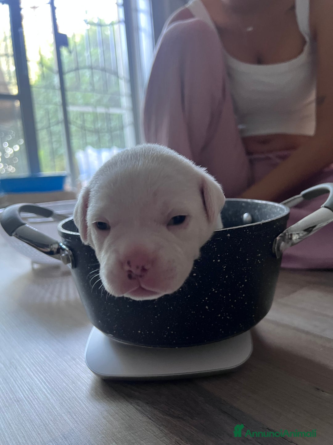 American Bully cani in vendita: Dolcissimi American Bully  - Immagine 4