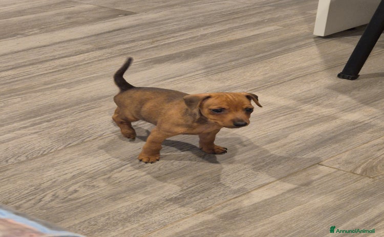 Pinscher Miniatura cani - Annuncio 5