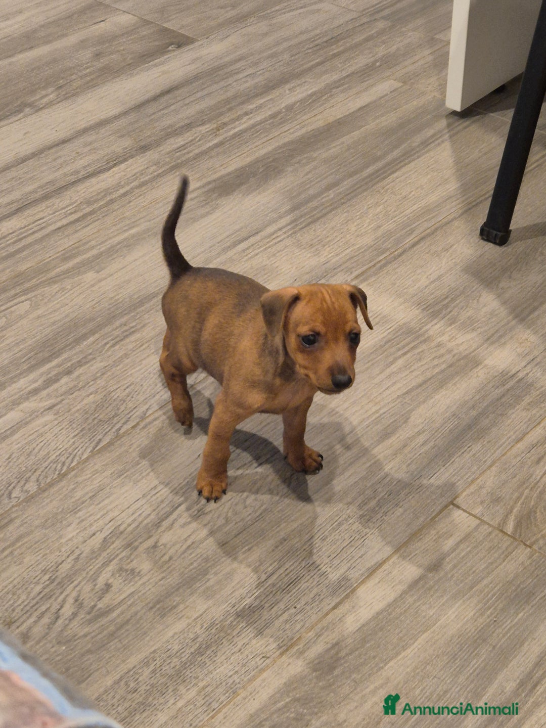 Pinscher Miniatura cani in vendita: simpaticissimo cucciolo di pinscher nano - Immagine 1