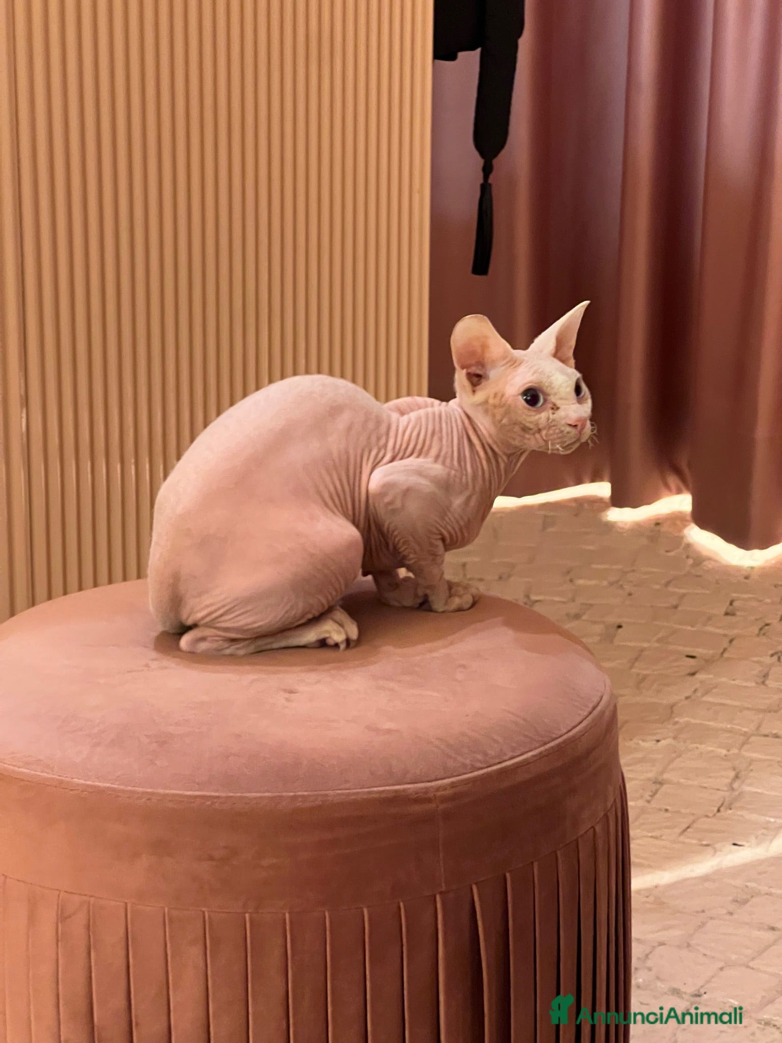 Sphynx gatti Milo cerca moglie !  - Annuncio 12