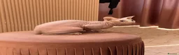 Sphynx gatti per accoppiamento: Milo cerca moglie !  - Annuncio 1