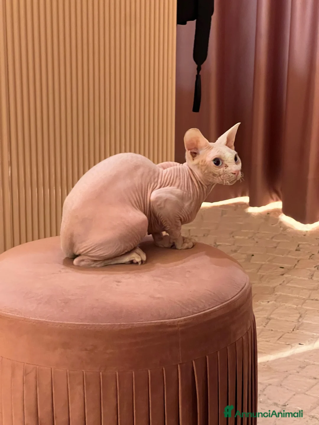 Sphynx gatti per accoppiamento: Milo cerca moglie !  - Annuncio 1