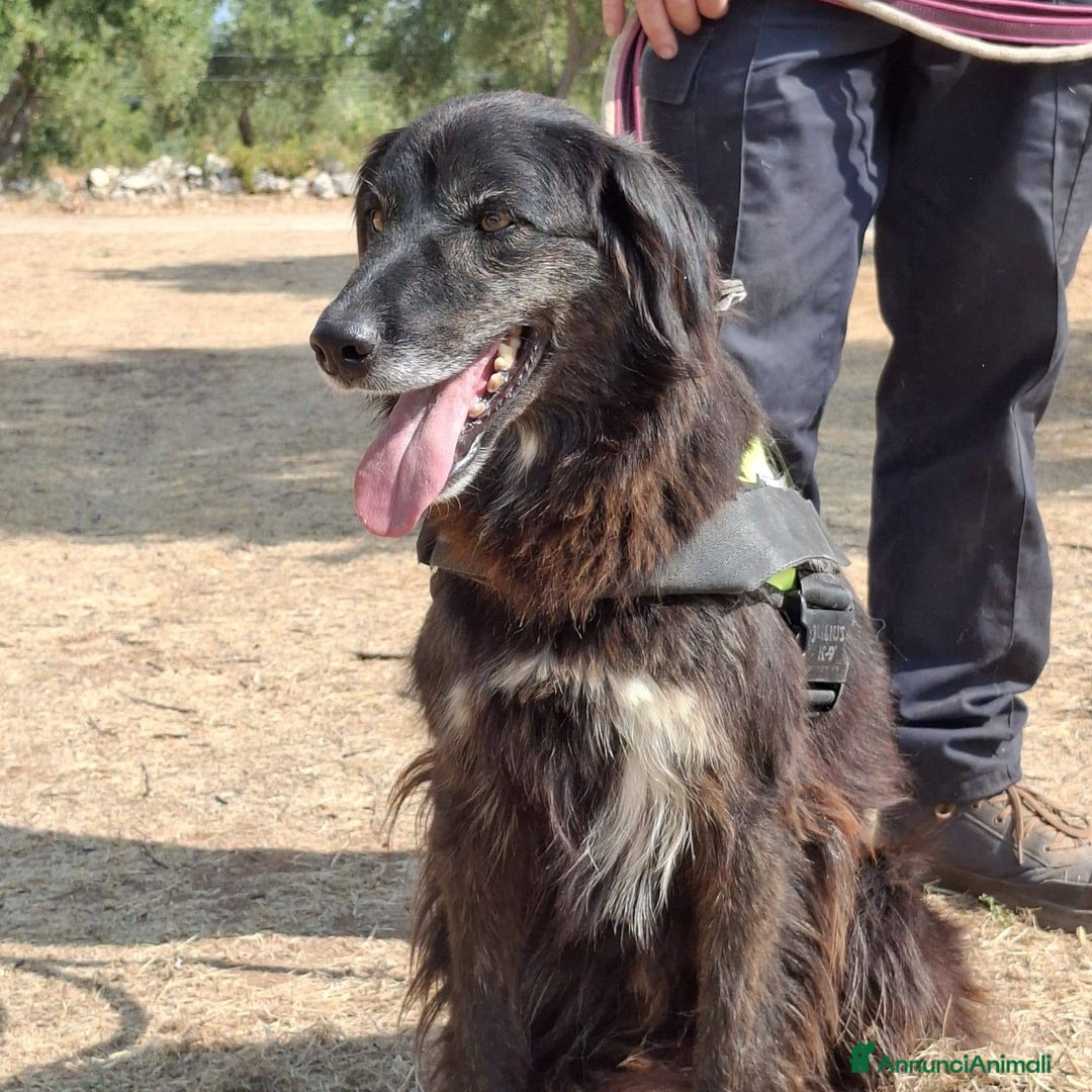 Meticcio cani in regalo: Lilly, la principessa - Annuncio 7