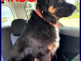 Meticcio cani ARGO un dolce patatone - Annuncio 39