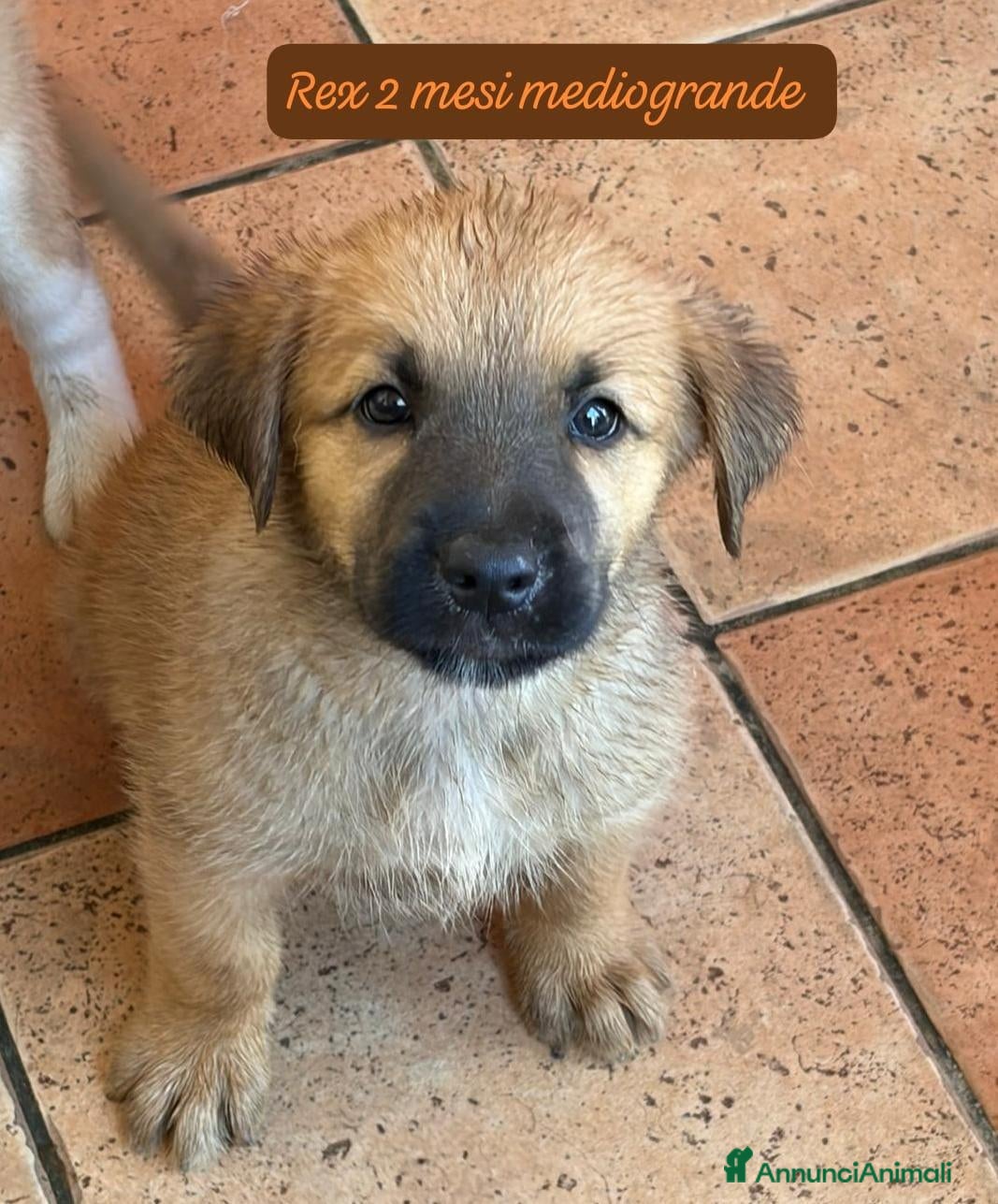 Meticcio cani Urgenti famiglie per questi cuccioli  - Annuncio 2