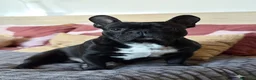 Bulldog Francese cani in vendita: Cuccioli bulldog francese  - Annuncio 11