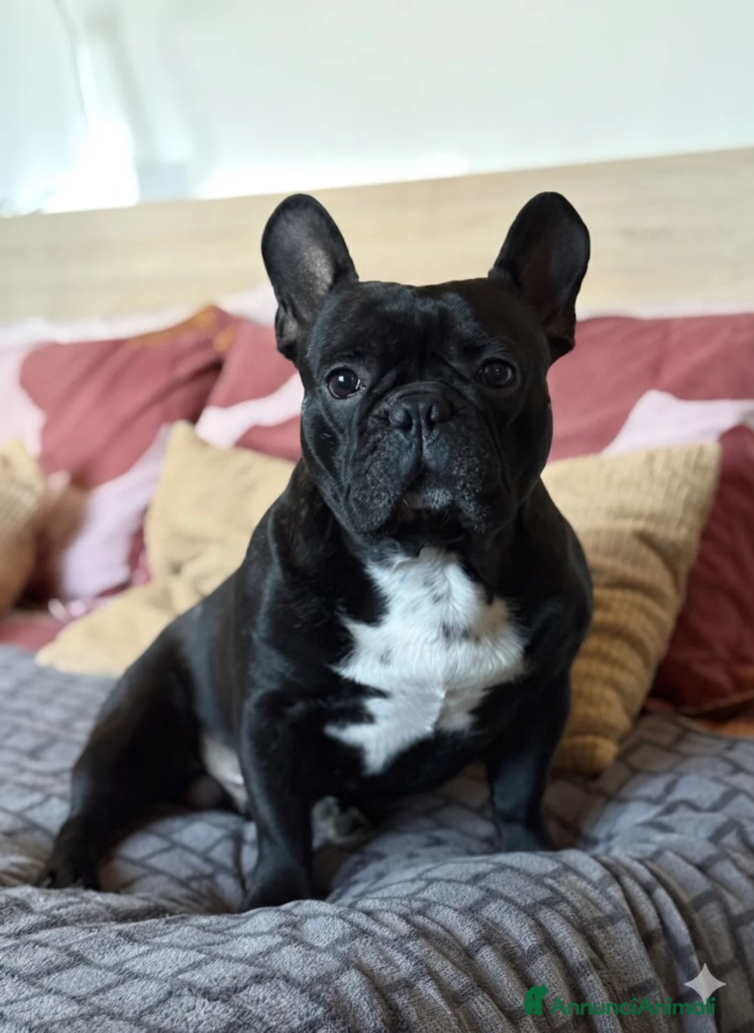 Bulldog Francese cani in vendita: Cuccioli bulldog francese  - Annuncio 11