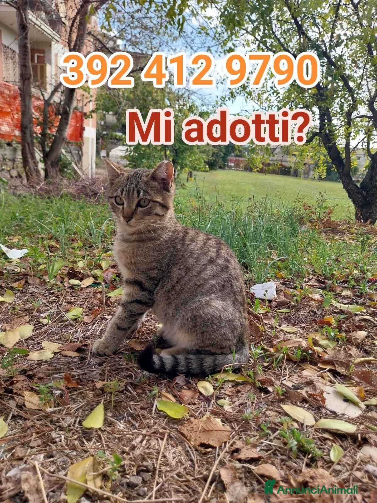 Europeo gatti I FAGOTTINI DOLCISSIMI GATTINI - Annuncio 2