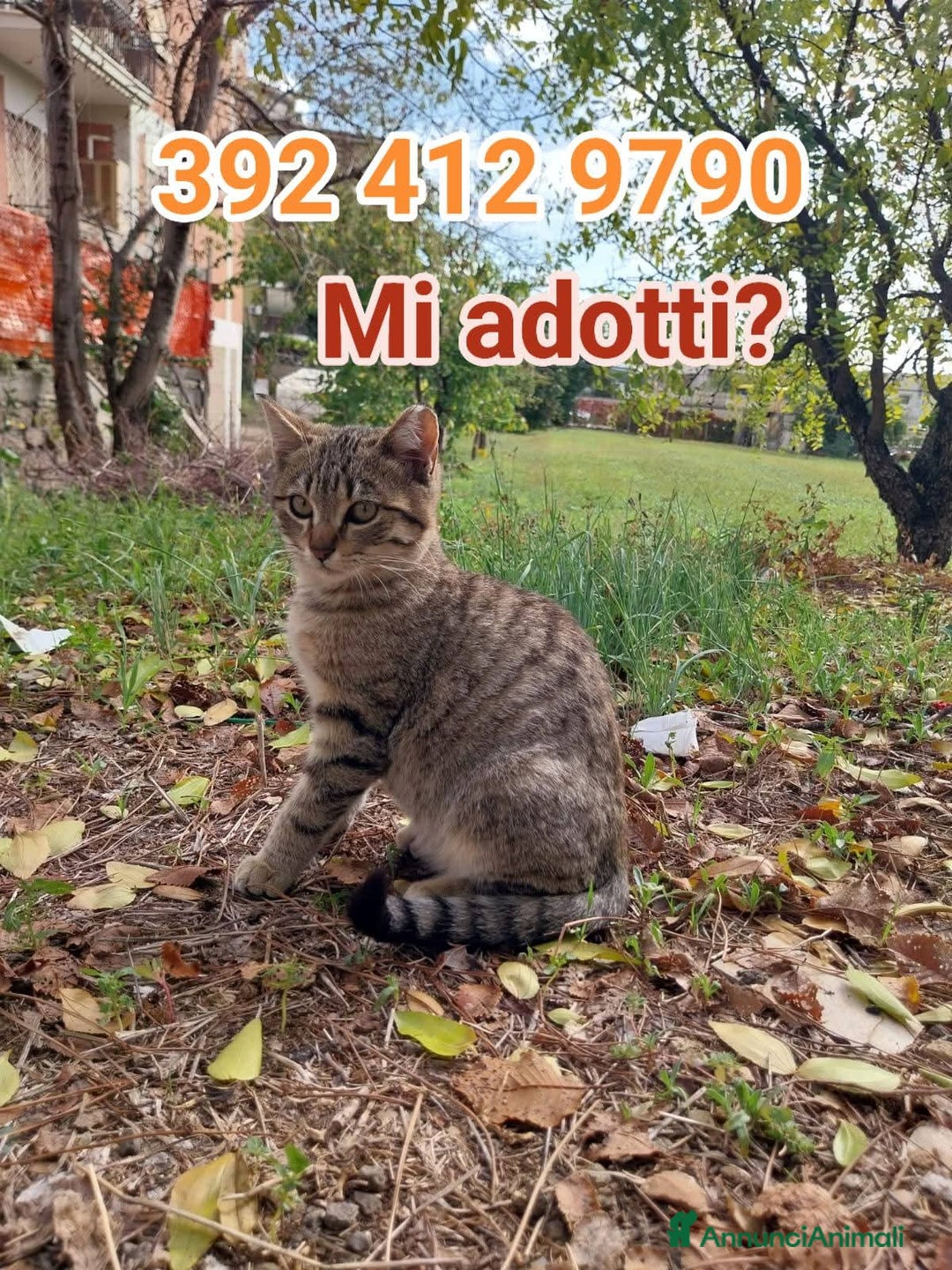 Europeo gatti in regalo: I FAGOTTINI DOLCISSIMI GATTINI - Annuncio 2