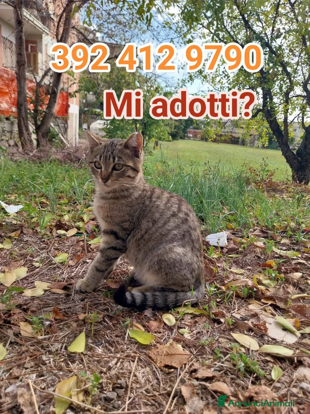 Europeo gatti in regalo: I FAGOTTINI DOLCISSIMI GATTINI - Annuncio 2