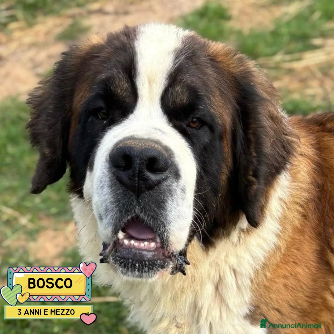 San Bernardo cani BOSCO splendido SAN BERNARDO cerca casa adozione - Annuncio 1