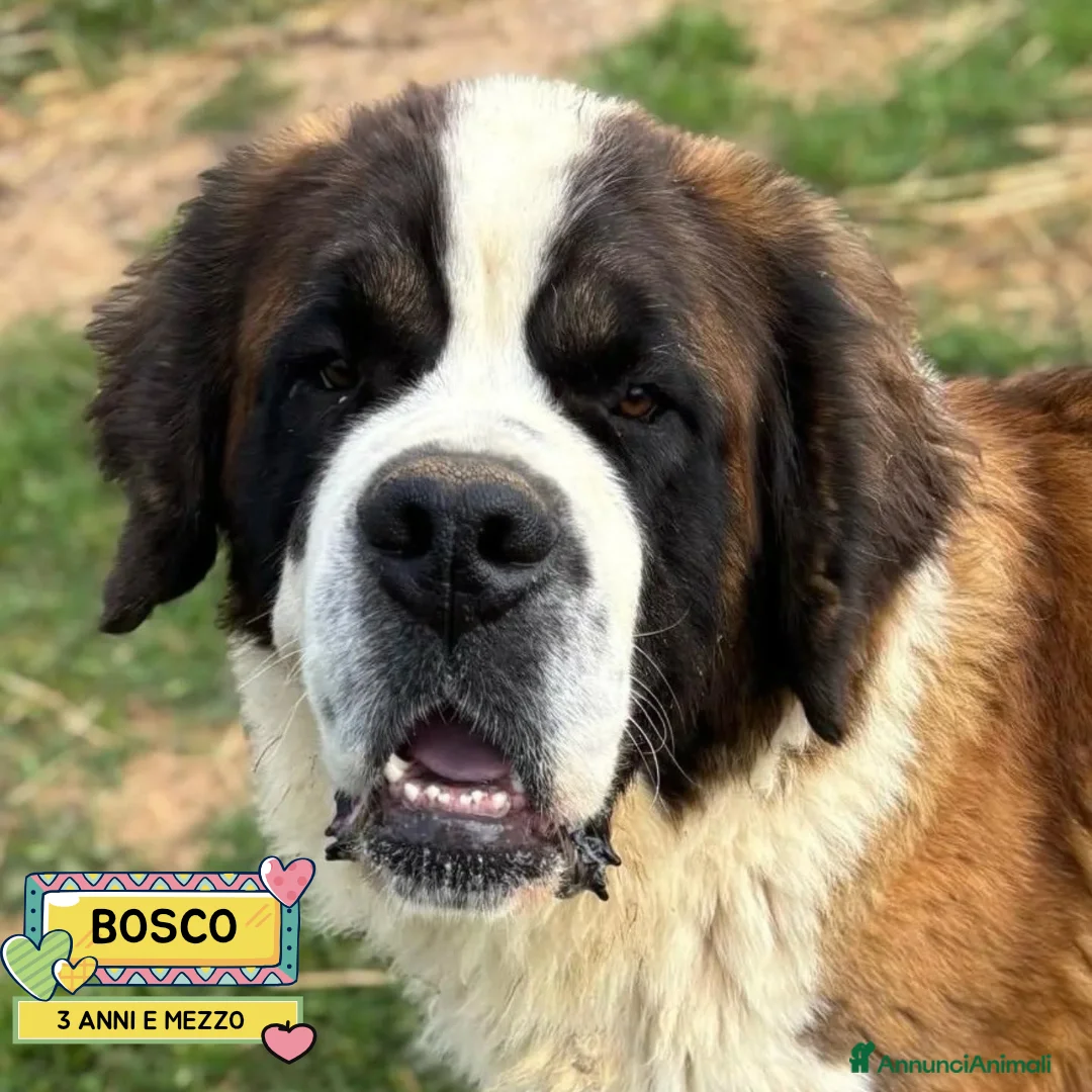 San Bernardo cani in regalo: BOSCO splendido SAN BERNARDO cerca casa adozione - Annuncio 1