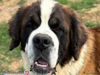 San Bernardo cani BOSCO splendido SAN BERNARDO cerca casa adozione - Annuncio 1