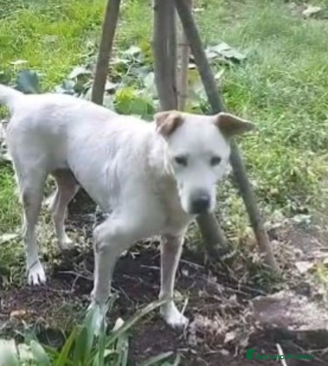 Meticcio cani in regalo: Teo 9ANNI DI SILENZIOSA SOFFERENZA IN CANILE.ROMA a Città metropolitana di Milano - Annuncio 6