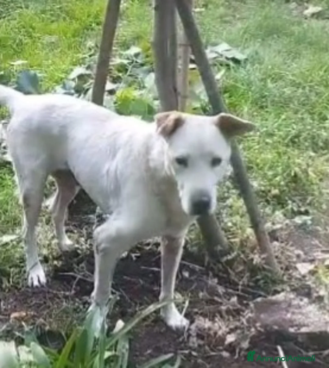 Meticcio cani in regalo: Teo 9ANNI DI SILENZIOSA SOFFERENZA IN CANILE.ROMA a Città metropolitana di Milano - Annuncio 6