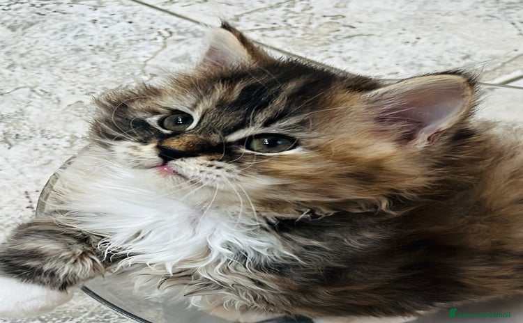 Siberiano gatti a Provincia di Verona - Annuncio 16