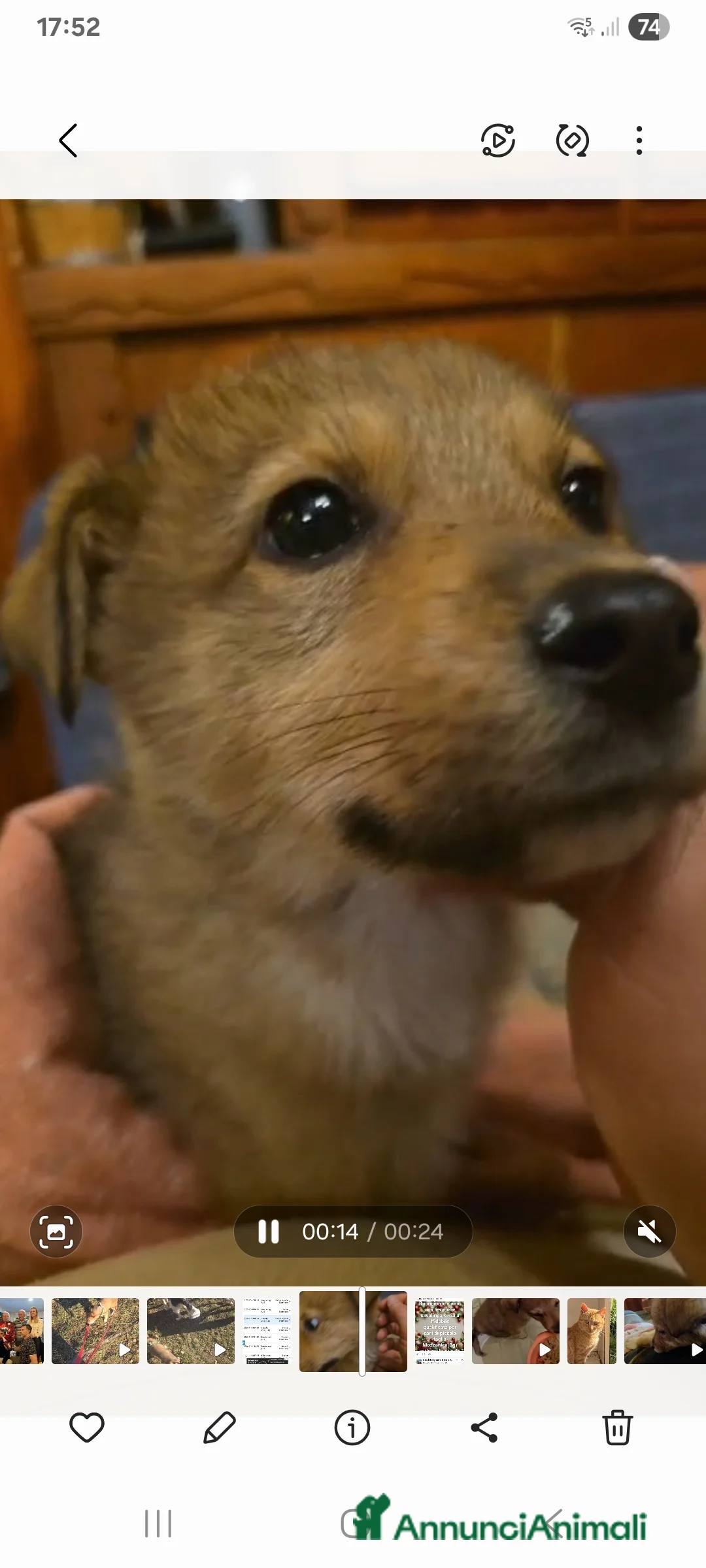 Meticcio cani in regalo: Mary cucciola meticcia - Annuncio 10