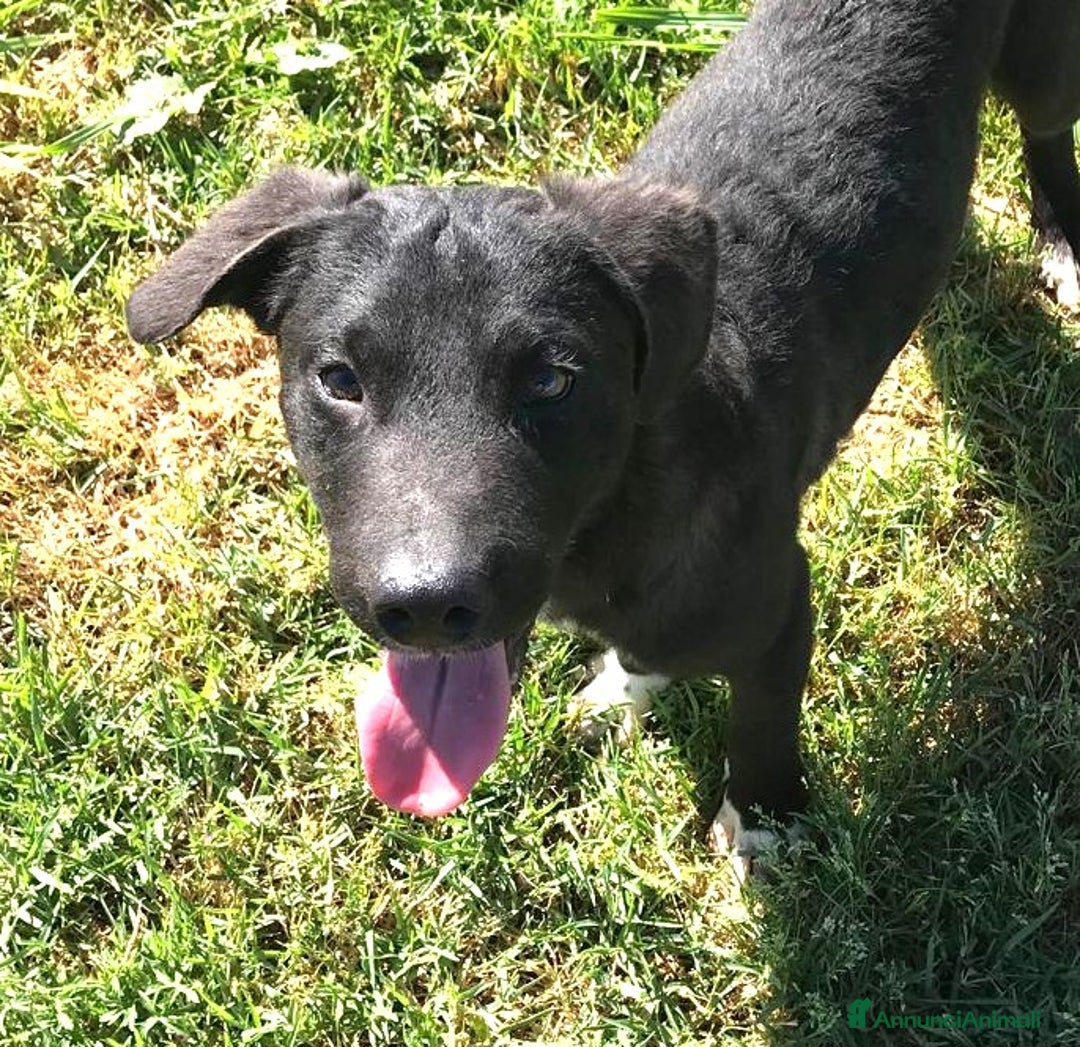 Meticcio cani in regalo: CALIMERO  cucciolo mix shar pei  a Provincia di Latina - Annuncio 5