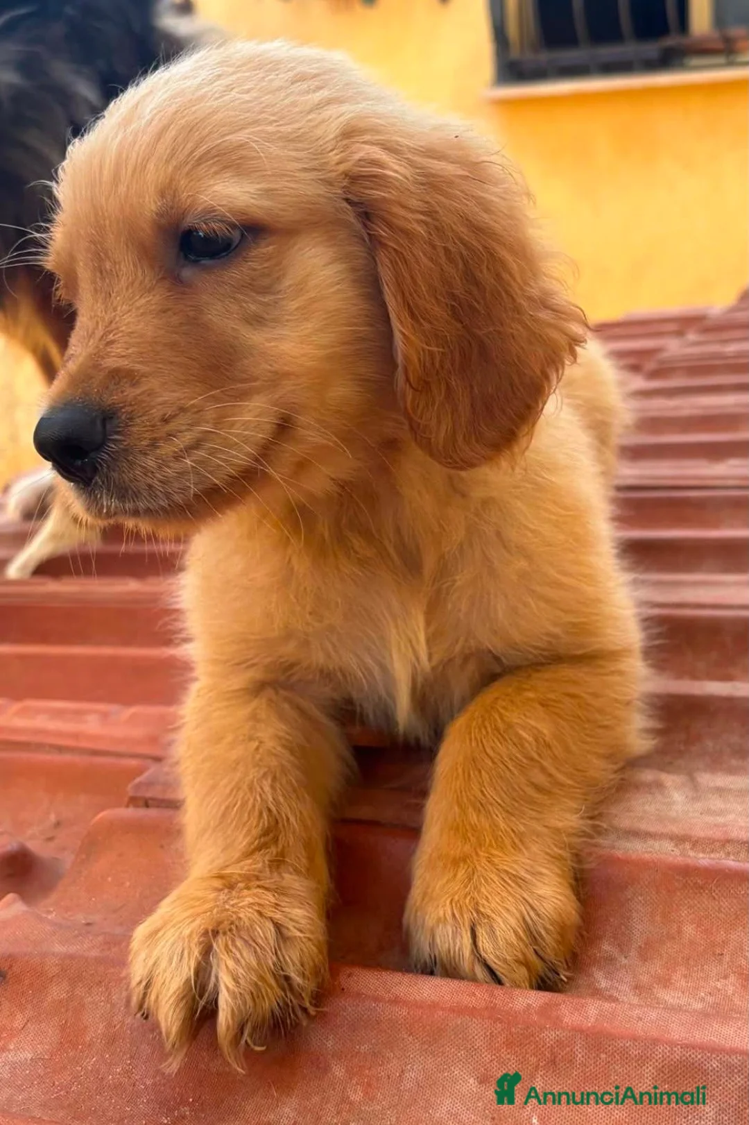 Golden Retriever cani in vendita: Golden retriever americano con pedigree  - Annuncio 1