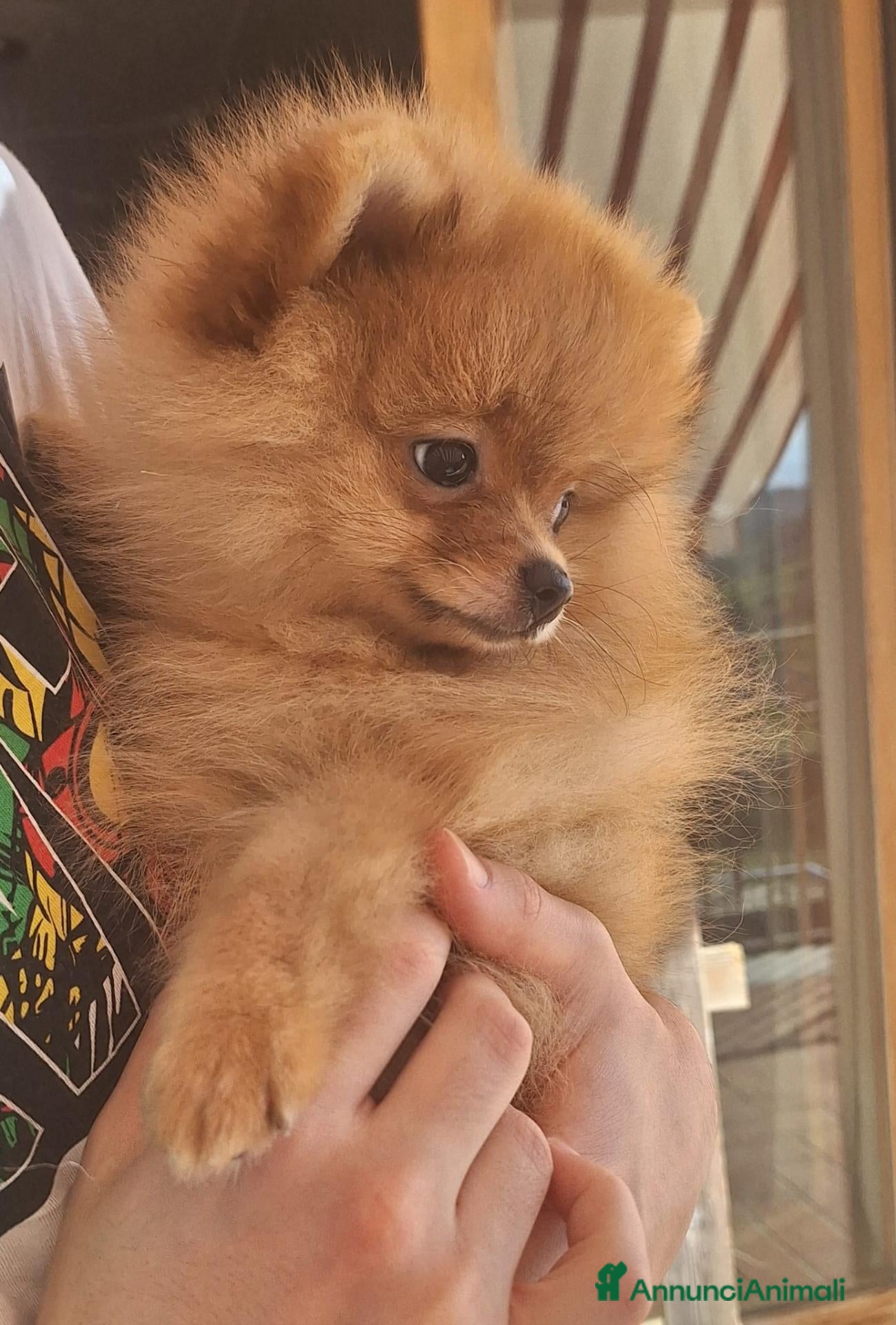 Volpino Pomerania cani Cuccioli di Spitz Tedesco Nano (Pomerania) - Annuncio 1