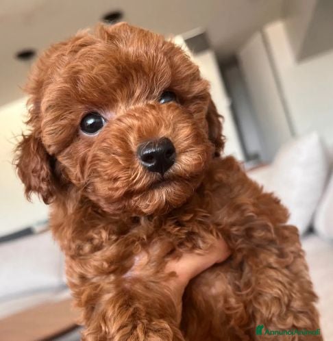 Barboncino cani cuccioli barbone - Annuncio 1