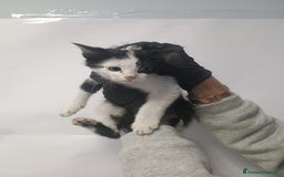 Europeo gatti in regalo: cucciolo gatto bianco e nero 2 mesi e mezzo - Immagine 1