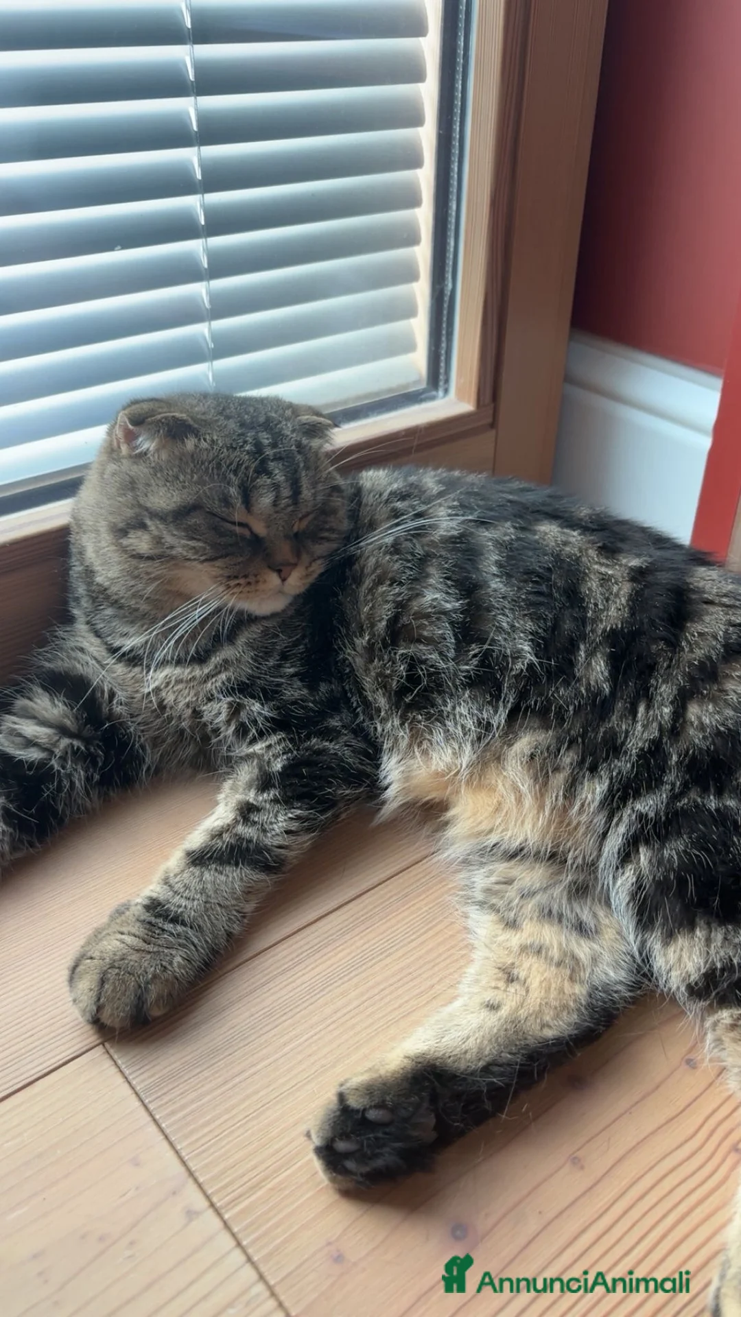 Scottish gatti in vendita: Vendo bellissima Scottish Fold - Annuncio 3