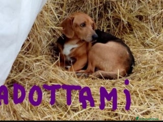 Meticcio cani Simil Beagle adulto,oltre 6anni di appelli. PESARO - Annuncio 22