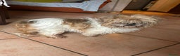 Shih Tzu cani in regalo: Cleo cerca casa - Annuncio 2