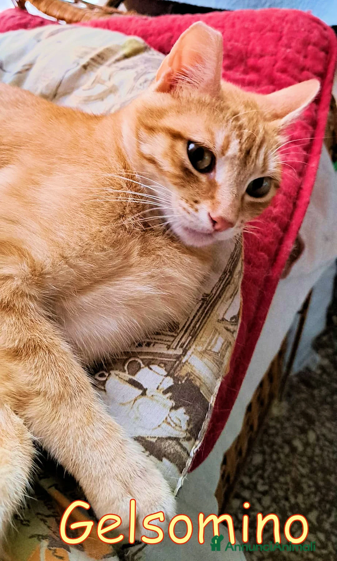 Europeo gatti in regalo:  GINGER E GELSOMINO GATTINI DOLCISSIMI - Annuncio 6